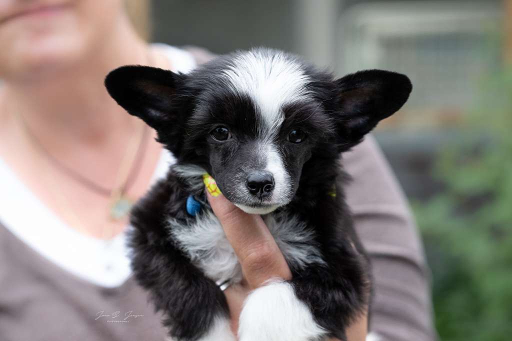 Escalibur Dei Guardiani Silani