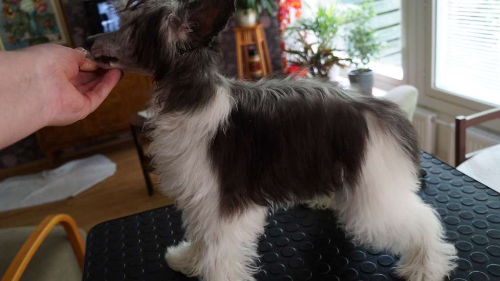 Zodellin Homecoming Monologue Berlottan