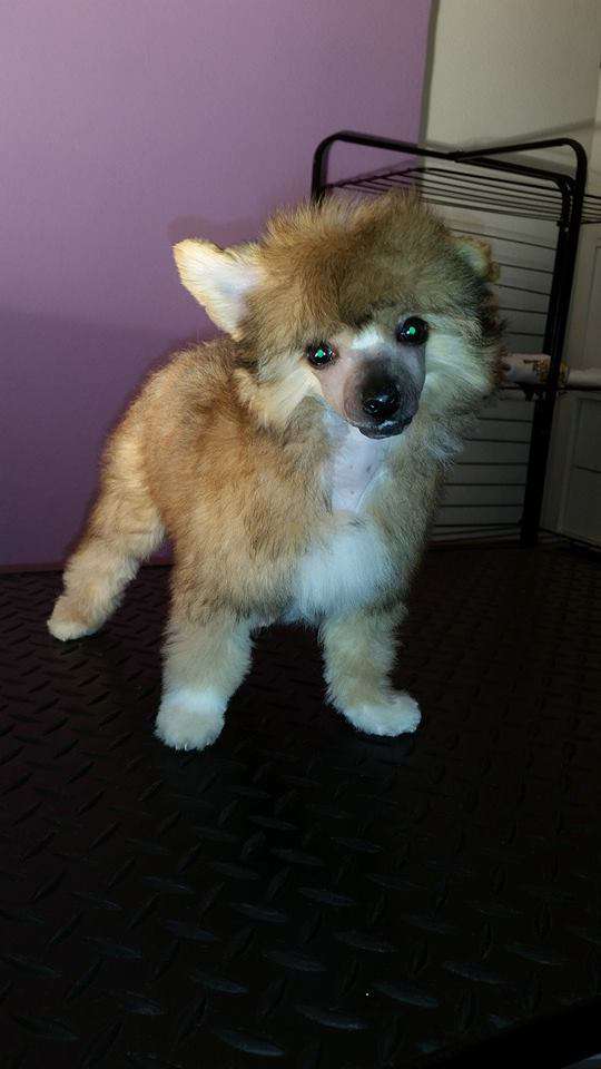 R'Nina Du pré des Trolls