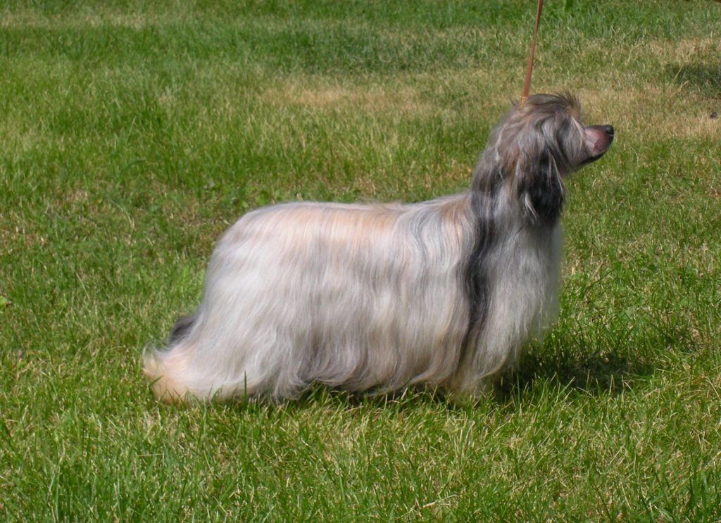 Proud Queen of Faeries Dorozhe Zolota