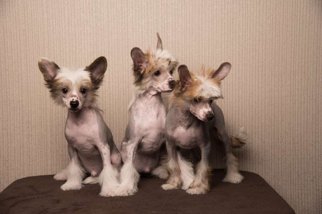 Anna Sky Kennel Ozzy