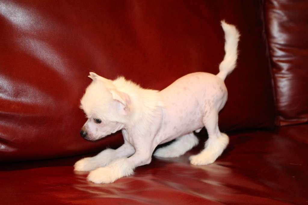 Crested Charm Lucky Ponytail