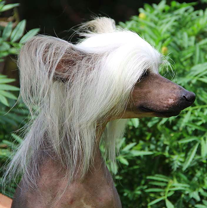 Crest-Vue Just The Bare Necessities