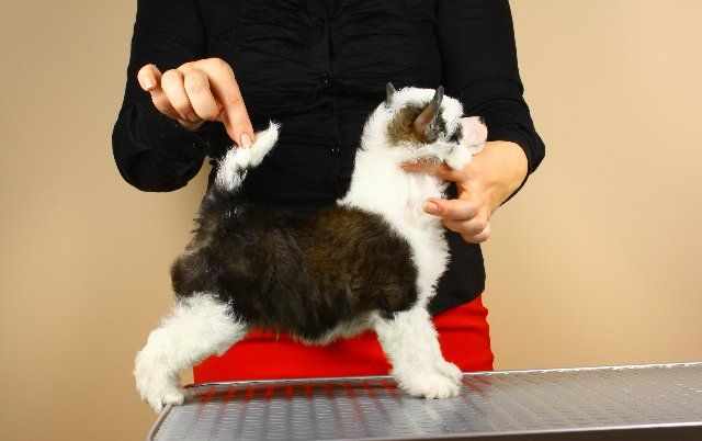 Chabrets ot Volnogo Psa