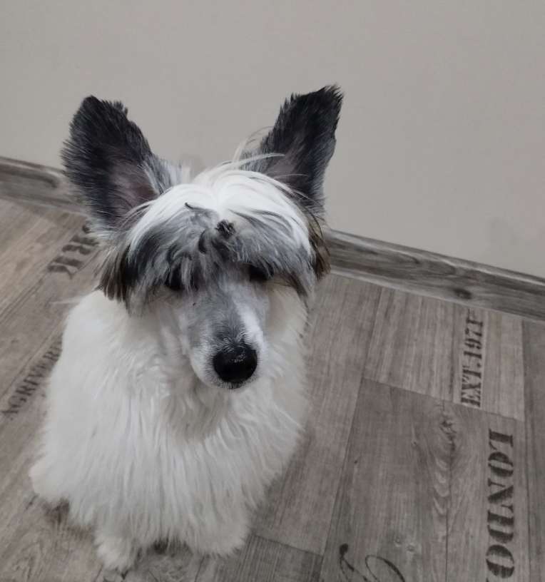 Cherokee powder Ankadi