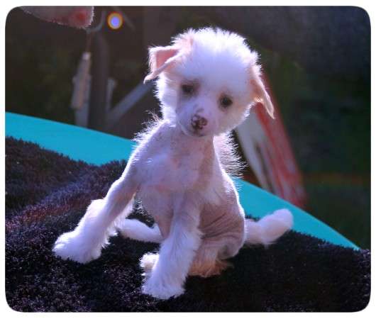 Inec vom Eifeldiamant