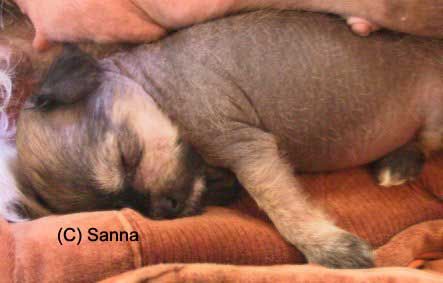 Kaunisvirran Devil Diva