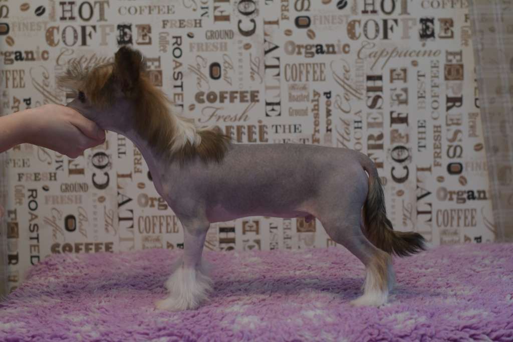 Pinky Twinky Sisupussi