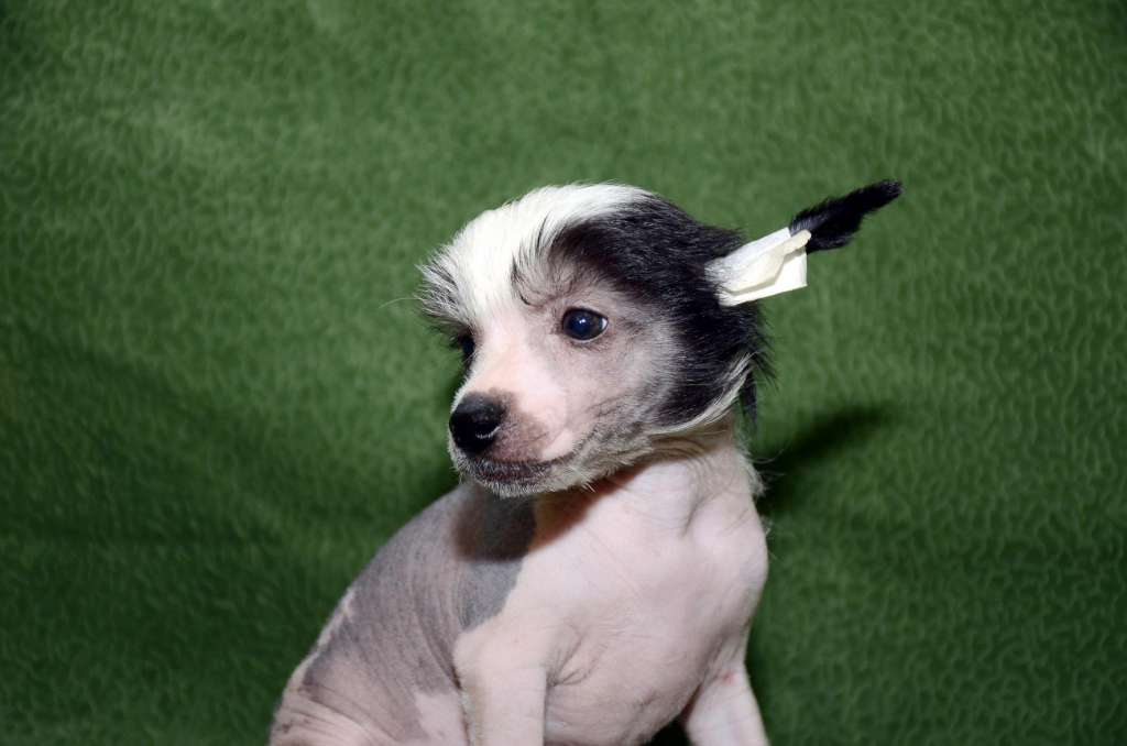 Mashama Mazi Rus Ufahari