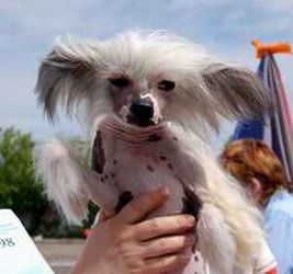 Irgen Gold Ruta Chervona