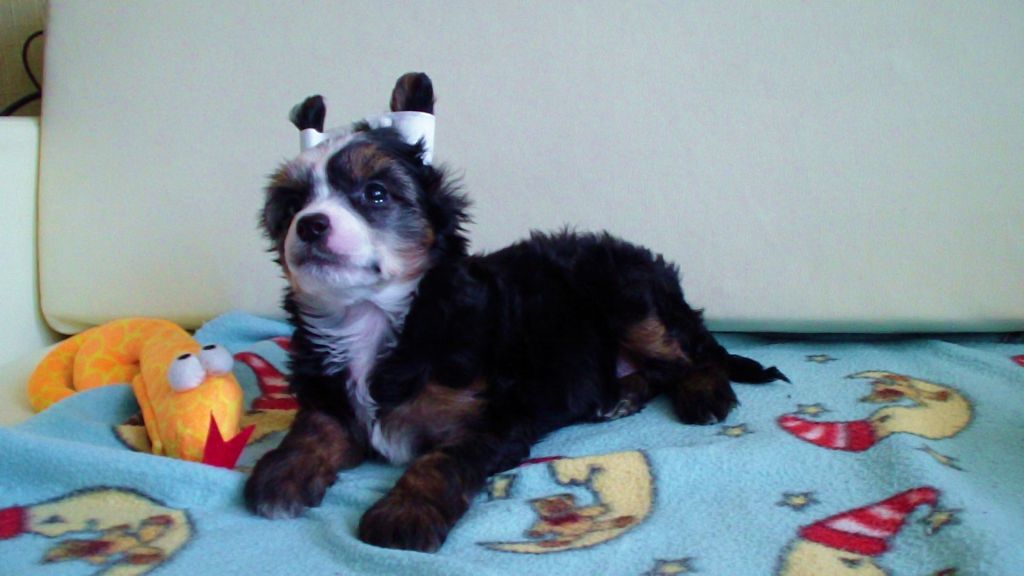 Ogni Stolitsy Gracioznaya Lady