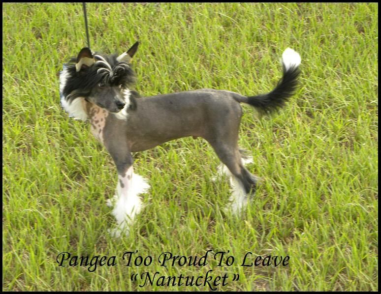 Pangea Too Proud To Leave