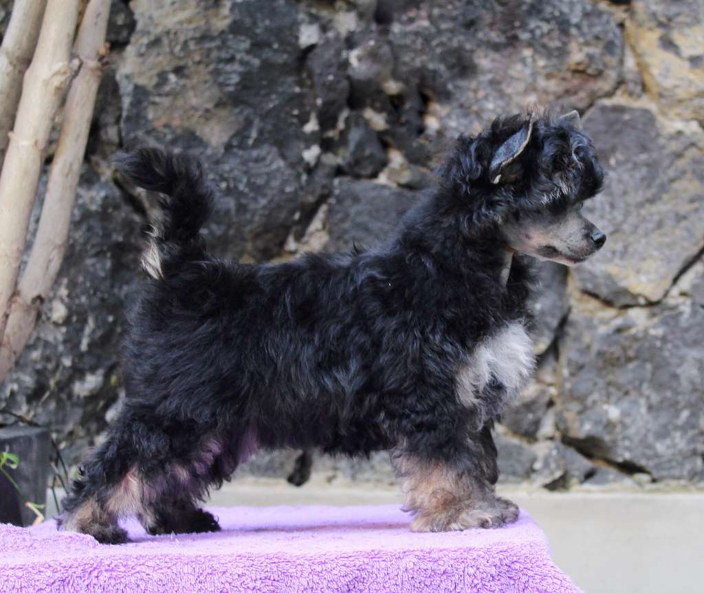 This Doll Has Magic (Cantarell)