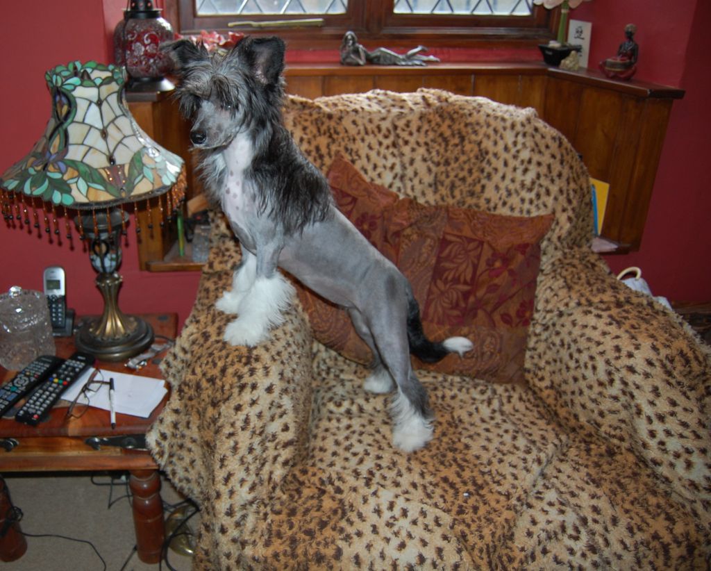 Zucci's Glitz and Glamour