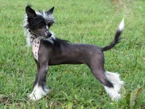 Lanart Domino Effect v Ksolo Club