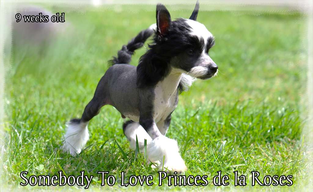 Somebody To Love Princes de la Roses