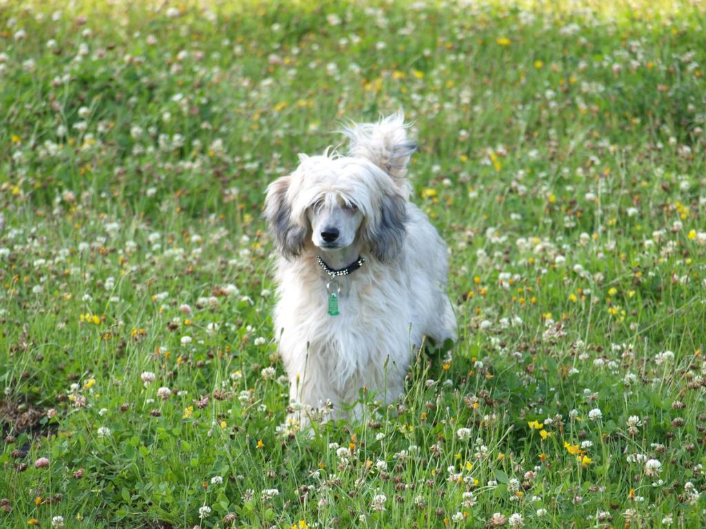 Andree Clary Aldrigen