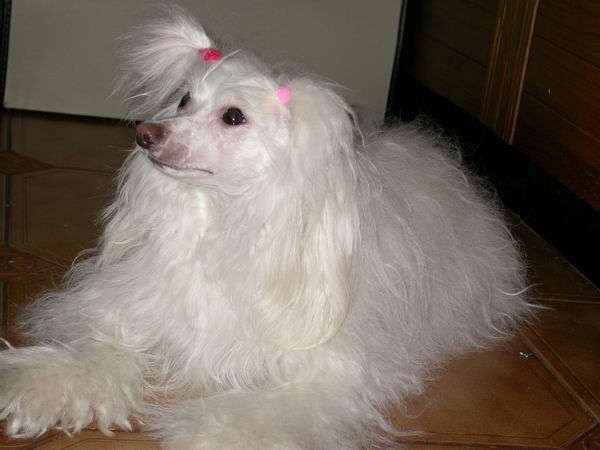 Russkiy Samurai Gretta