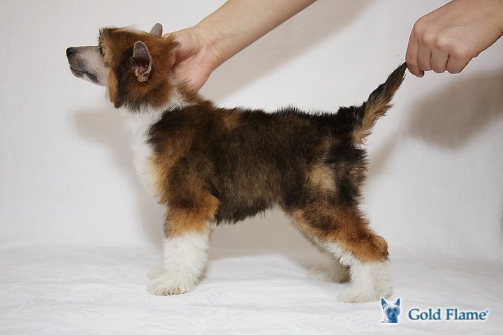 Zholesk Moulin Rouge