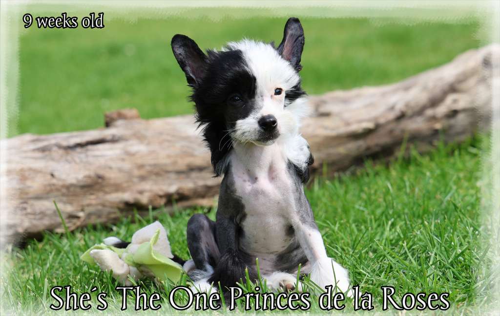 She's The One Princes de la Roses