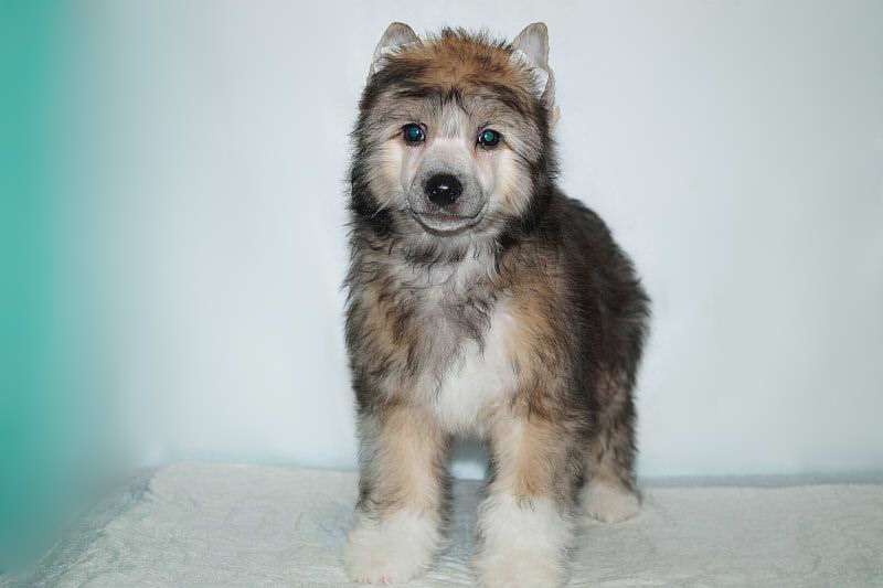 Tsitseron Mark Tulliy