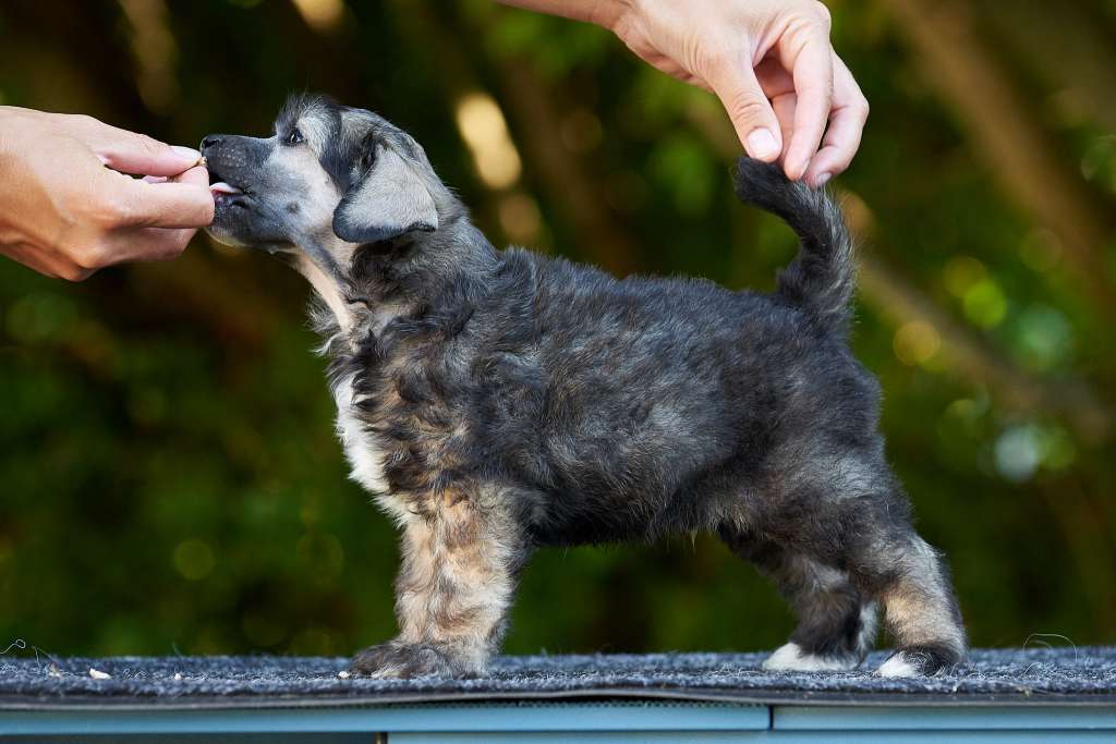 Sirocco A Raging Inferno