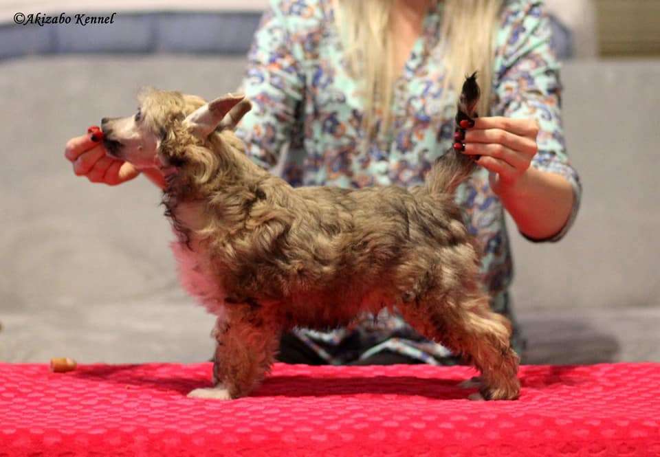 Gniewek Gang Chudzielcow