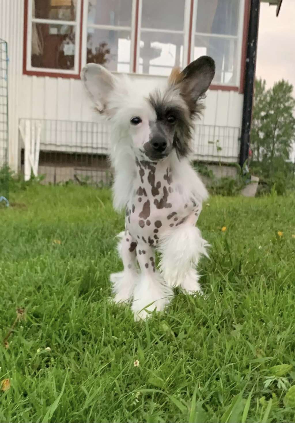 Drömtorpet's Snygga Sune