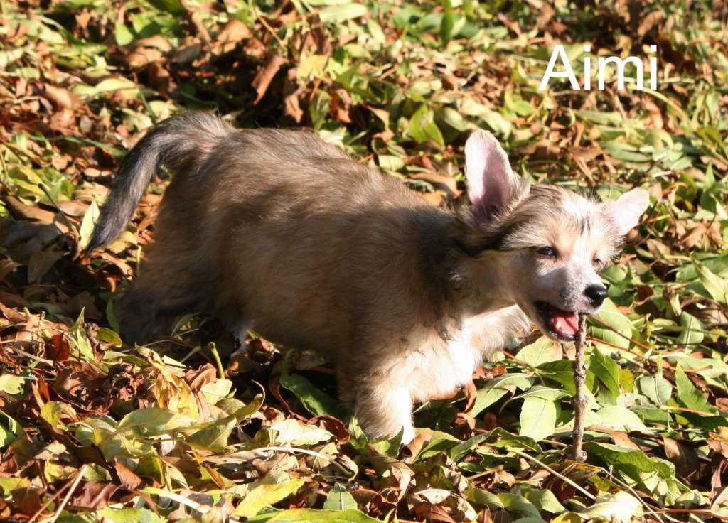 Aimi Anabell Vom Hause Rösch