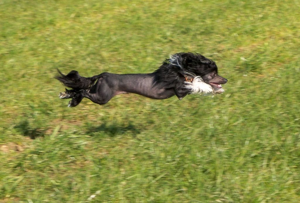 Tango Negro Del Cachorro Diablo