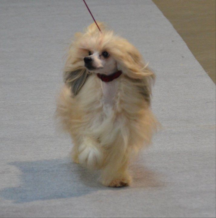 Rådjurstigens Izadora