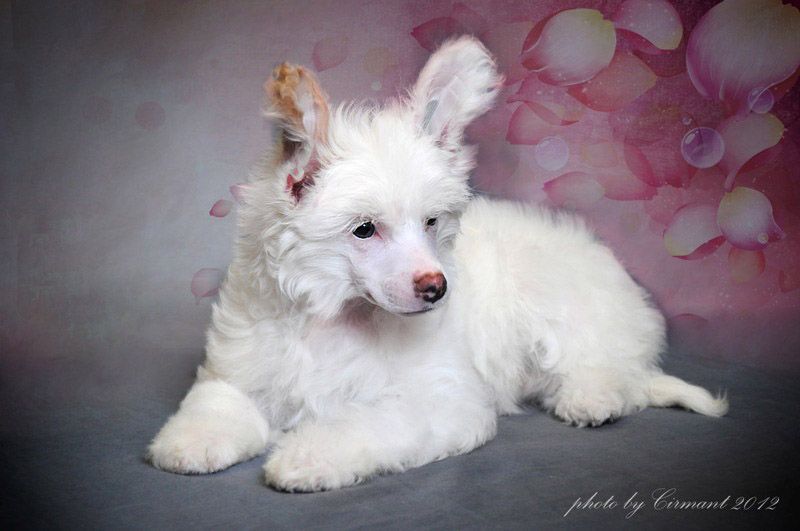 Sspoloch Show MLL Persian Beauty