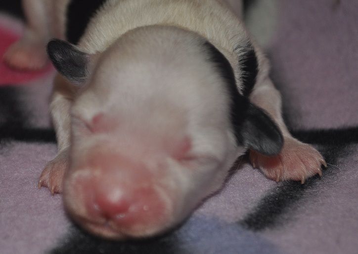 Poulot's Extravaganza