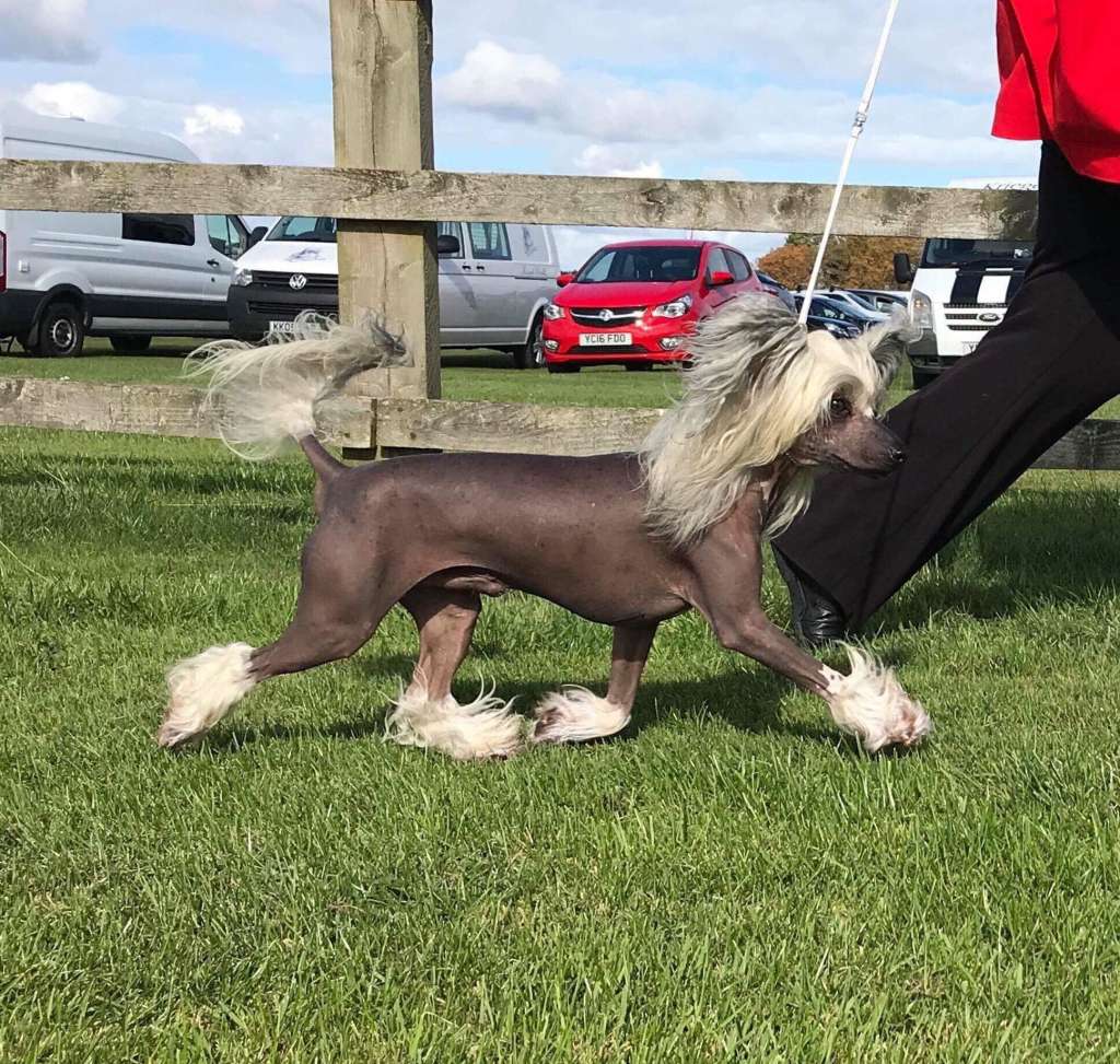 CH Twice as Nice Seven Monkey Fury JW