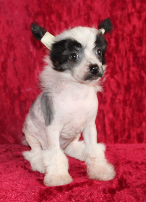 Shanel Glamour Sonata  Moonlight