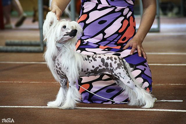 Irgen Gold Romi Schnaider