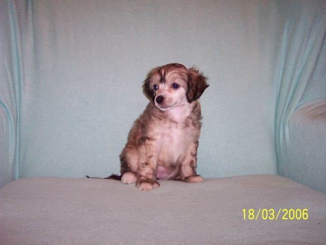 Alteyka Charlie Jane