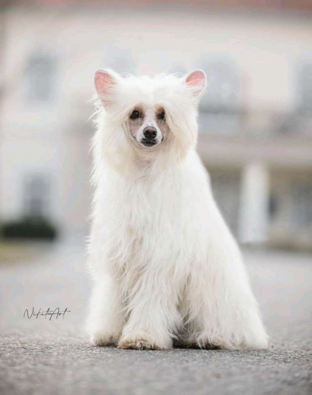 Kasandra Milfra-Moravia