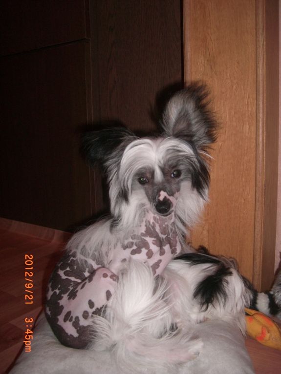 Russkiy Samurai Mari Roze