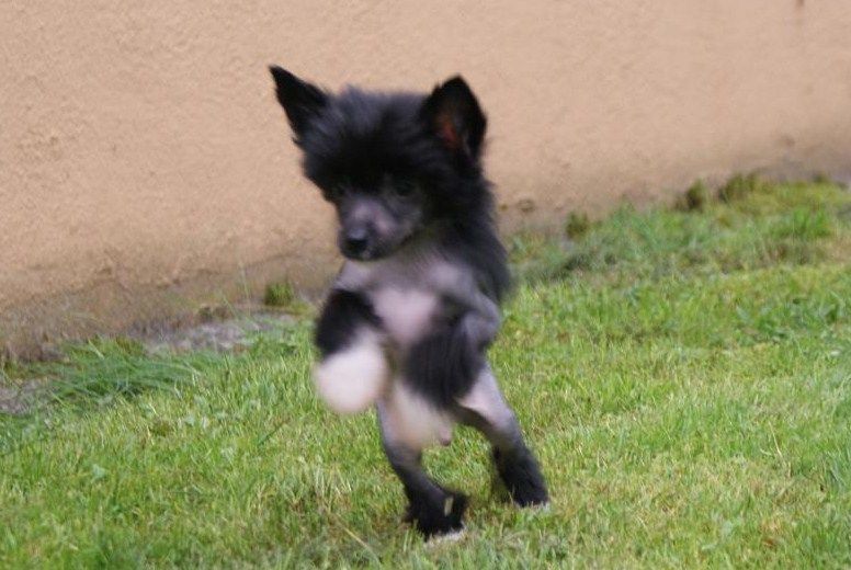 Mana's Secret's Fancy