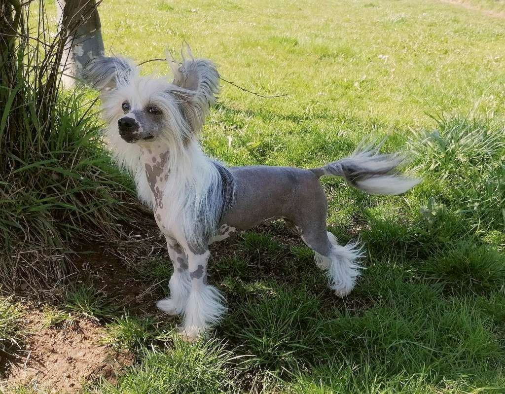 Be My Dog's Eliza Doolittle