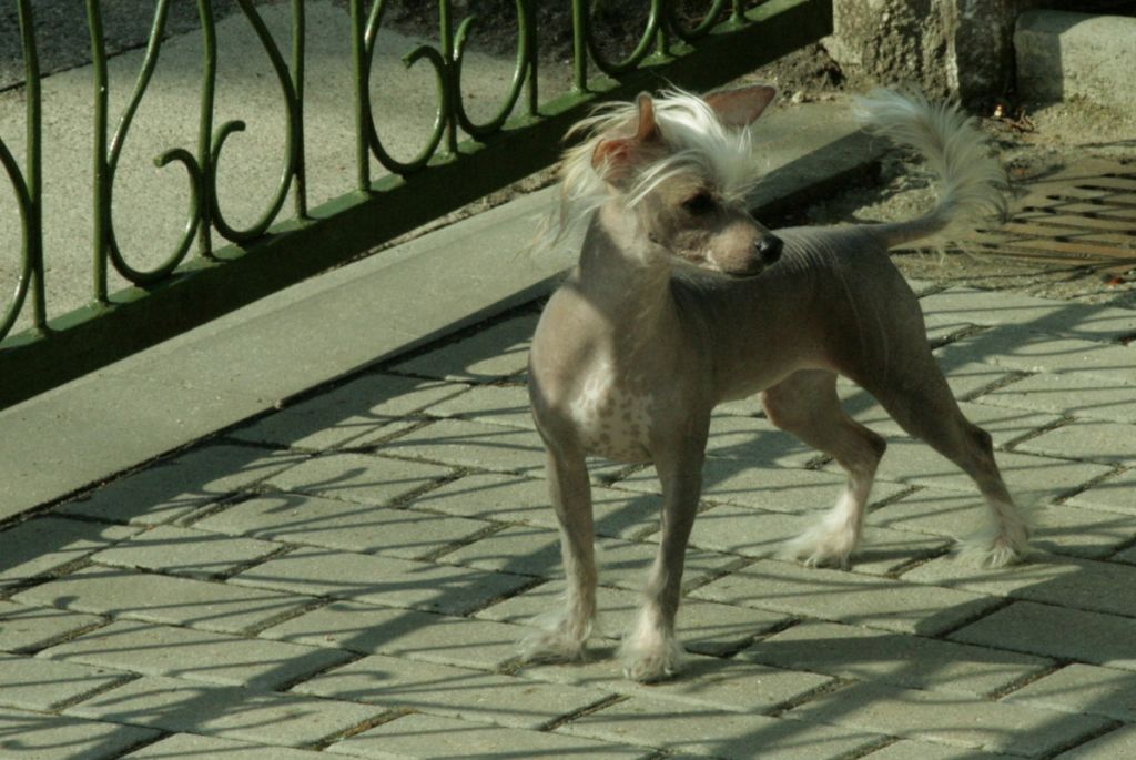 Tangomanija Teeny-bopper