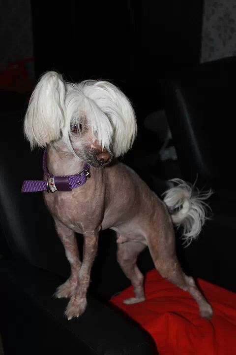 Happy Dancing Jumping Joker