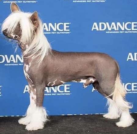 Chinacrest IWanna Talk AboutMe