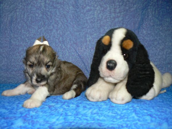 Kurt Russell  Vostochnaya Mechta