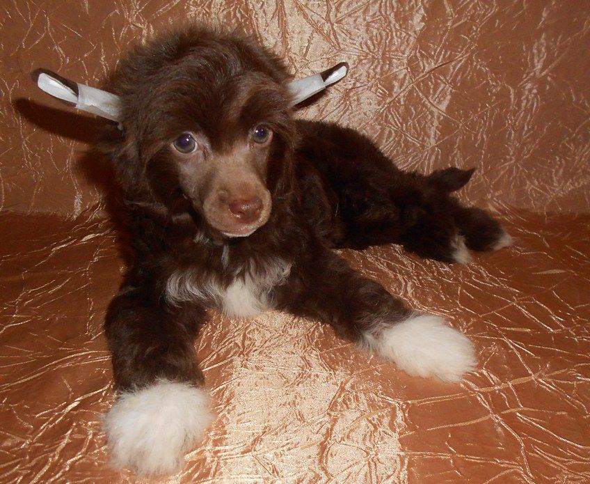 Perl Magic Geraldine