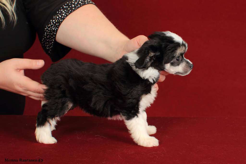 Sun Dan Black Velvet