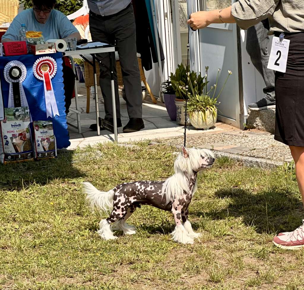 Un Chameur von Shinbashi