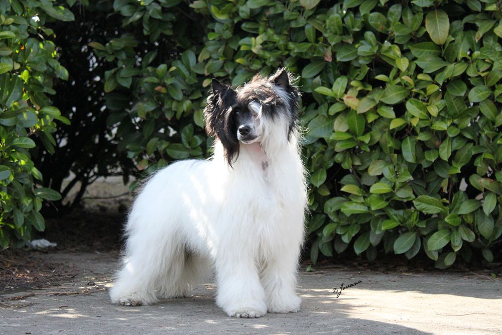 Alexis Domenika Coppa Florio