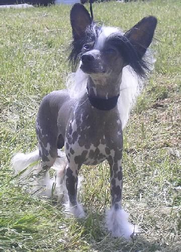 Brasil du Pays Gabaye